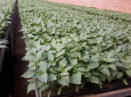 椒類專用育苗基質(zhì)