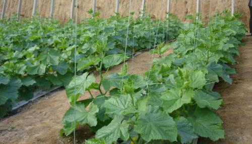 地下槽式栽培基質(zhì)